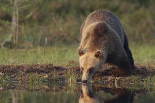 À la rencontre de l’ours brun