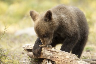 À la rencontre de l’ours brun