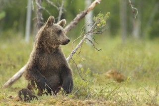 À la rencontre de l’ours brun