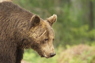 À la rencontre de l’ours brun