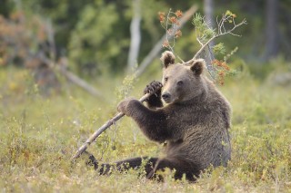 À la rencontre de l’ours brun