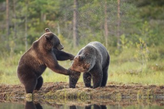 À la rencontre de l’ours brun