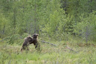 À la rencontre de l’ours brun