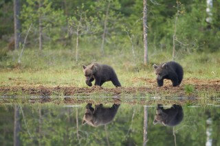 À la rencontre de l’ours brun