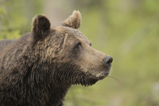 À la rencontre de l’ours brun