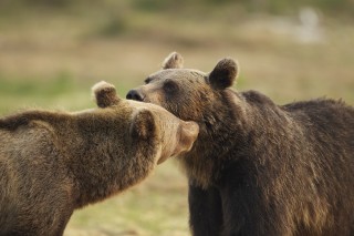 À la rencontre de l’ours brun