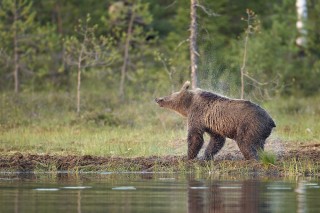 À la rencontre de l’ours brun