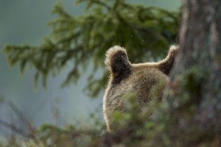 À la rencontre de l’ours brun