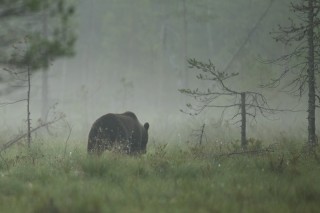 À la rencontre de l’ours brun