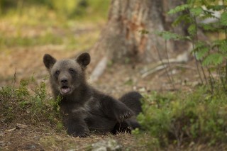 À la rencontre de l’ours brun