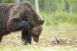 À la rencontre de l’ours brun