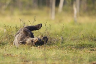 À la rencontre de l’ours brun