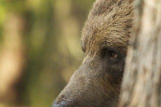 À la rencontre de l’ours brun