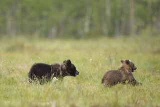 À la rencontre de l’ours brun