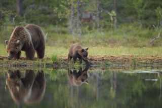 À la rencontre de l’ours brun