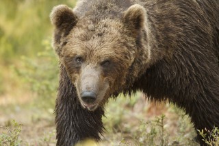 À la rencontre de l’ours brun