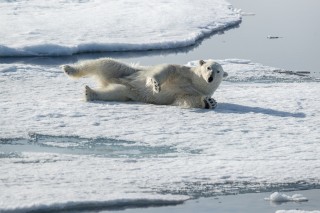 Arctique