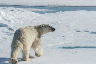 Arctique