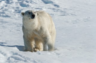 Arctique