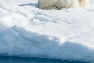 Arctique