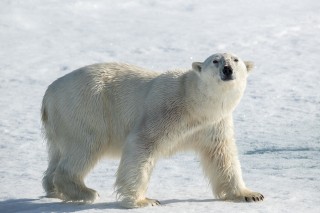 Arctique