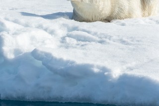 Arctique