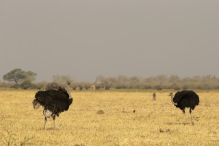 Botswana