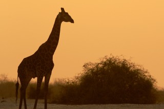 girafe