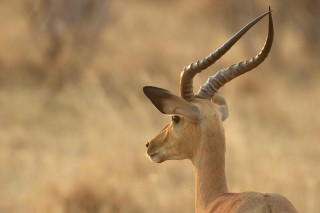 Botswana