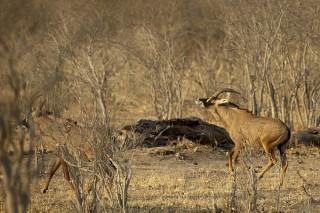 Botswana