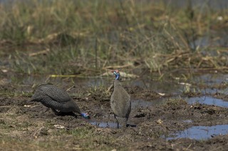 Botswana