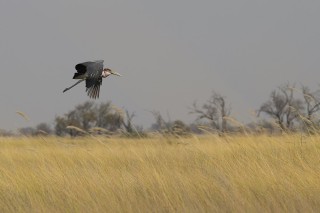 Botswana