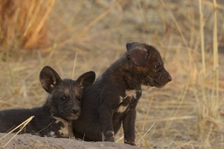 Botswana