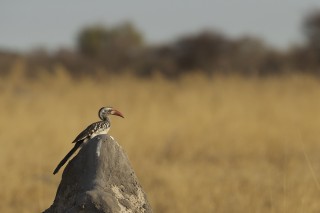 Botswana