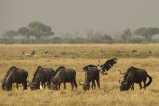 Botswana