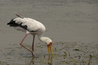 Botswana