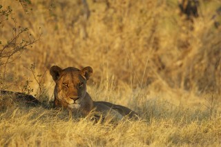 Botswana