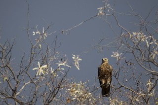 Botswana