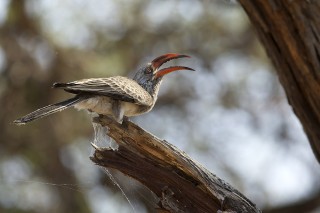 Botswana