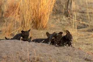 Botswana