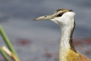 Botswana