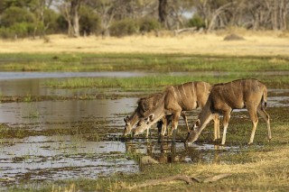 Botswana