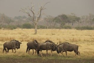 Botswana