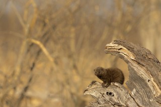 Botswana