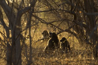 Botswana