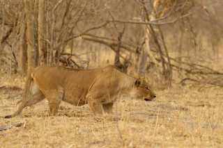 Botswana