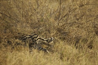 Botswana