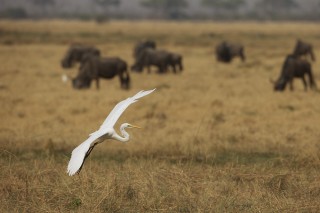 Botswana