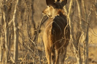 Botswana