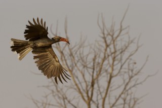 Botswana